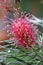 Grevillea banksii