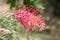 Grevillea banksii amazing flowering tropical tree