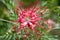 Grevillea banksii amazing flowering tropical tree