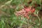 Grevillea banksii, kahili flower in the garden