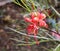 Grevillea Elegance Flower