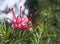 Grevillea flower in bloom in spring in italian park