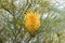 Grevillea flower Spider flower in golden yellow, growing in Ch