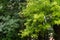 Grevillea robusta, commonly known as the southern silky oak, silk oak or silky oak, silver oak or Australian silver oak, is a