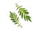 Grevillea robusta green, commonly known as southern silk oak, silk oak or silk oak, silver oak or Australian silver oak, is a