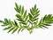 Grevillea robusta green, commonly known as southern silk oak, silk oak or silk oak, silver oak or Australian silver oak, is a
