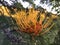 Grevillea Robusta, Silky Oak Tree Blossoming in Waimea Canyon near Kekaha on Kauai Island, Hawaii.