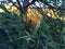 Grevillea Robusta, Silky Oak Tree Blossoming in Waimea Canyon near Kekaha on Kauai Island, Hawaii.