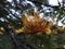 Grevillea Robusta, Silky Oak Tree Blossoming in Waimea Canyon near Kekaha on Kauai Island, Hawaii.