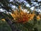 Grevillea Robusta, Silky Oak Tree Blossoming in Waimea Canyon near Kekaha on Kauai Island, Hawaii.