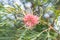 Grevillea â€˜Pink Surpriseâ€™ Flower