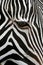 Grevy\'s Zebra