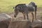 A Grevy`s Zebra eating some hay