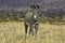 Grevy`s Zebra, equus grevyi, Adult standing on Dry Grass, Samburu Park in Kenya