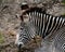 Grevy`s zebra Equus grevyi aslo know as the imperial zebra portrait