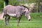 Grevy`s zebra Equus grevyi in a grassy field