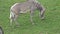 Grevy`s Zebra Equus grevyi grazing