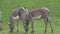 Grevy`s Zebra Equus grevyi grazing