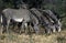 GREVY`S ZEBRA equus grevyi, GROUP EATING GRASS, KENYA
