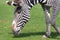 Grevy`s zebra Equus grevyi in the Moscow Zoo