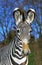 Grevy`s Zebra, equus grevyi, Portrait, Samburu park in Kenya