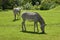The Grevy`s zebra Equus grevyi saves green grass