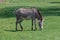 Grevy`s zebra feeding