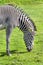 A Grevy`s Zebra grazing. Its natural habitat is semi-arid grasslands of east Africa.