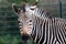 Grevy\'s Zebra portrait