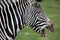 Grevy\'s Zebra side profile