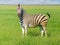 Grevy`s zebra in steppe in the spring
