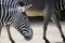 Grevy`s Zebras