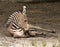 Grevy Zebra