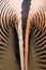 Grevy zebra