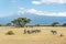 Grevy Zebra herd with Kilimanjaro moun in the background in Kenya, Africa