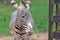 Grevy zebra. Nature Park Cabarceno, Cantabria