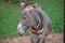 Grevy zebra. Nature Park Cabarceno, Cantabria