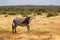 Grevy zebras are grazing in the countryside of Samburu in Kenya