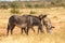 Grevy zebras are grazing in the countryside of Samburu in Kenya