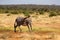 Grevy zebras are grazing in the countryside of Samburu in Kenya