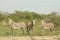 GREVY ZEBRAS OF NORTHERN KENYA.