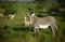 Grevy zebras, Samburu Game Reserve, Kenya