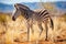 grevys zebra grazing in the dry grasslands