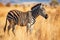 grevys zebra grazing in the dry grasslands