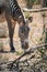 Grevys zebra or Imperial zebra outdoors in the african wilderness in samburu national park in Kenya.