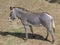 Grevyâ€™s zebra in the summer. Zebra animal