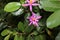 Grewia occidentalis, Crossberry