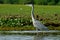 Grey African heron bird