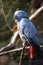 Grey African Parrot