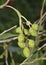 Grey Alder Cones